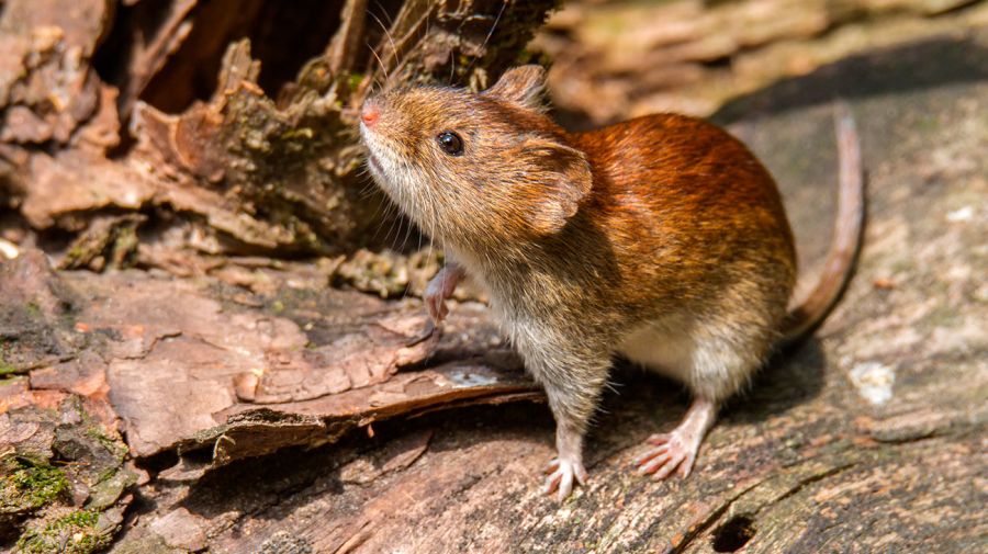 Hantavirus, qué es y cómo los roedores pueden contagiarte - Nocucas