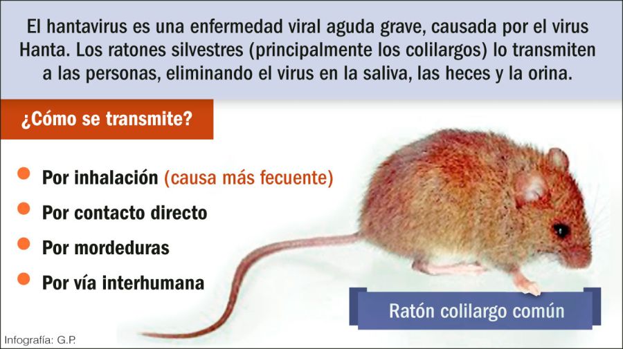 Hantavirus, qué es y cómo los roedores pueden contagiarte - Nocucas