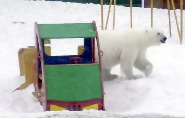 invasion de osos polares rusia