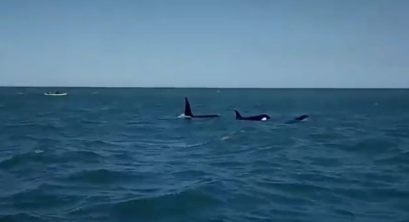 Orcas en Mar del Plata