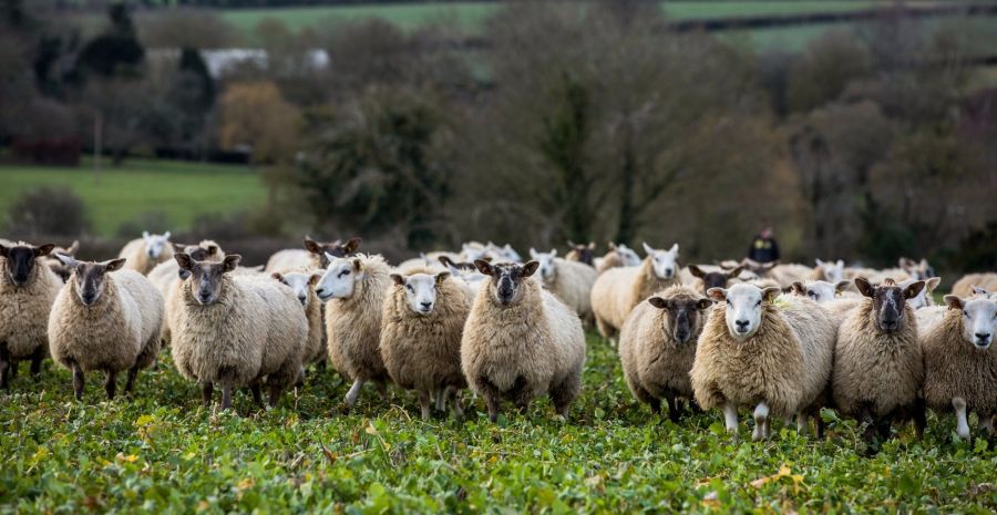 No-Deal Brexit Could Be Final Straw for U.K.'s Sheep Industry