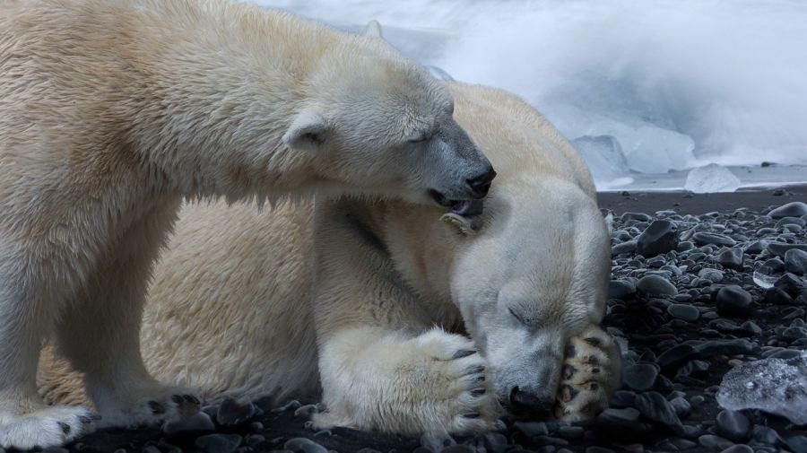 dangerous extinction polar bear g_20190424