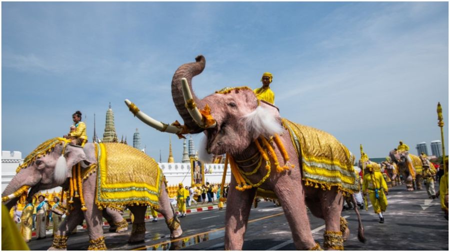 Tailandia: elefantes se arrodillan para reverenciar al nuevo rey.
