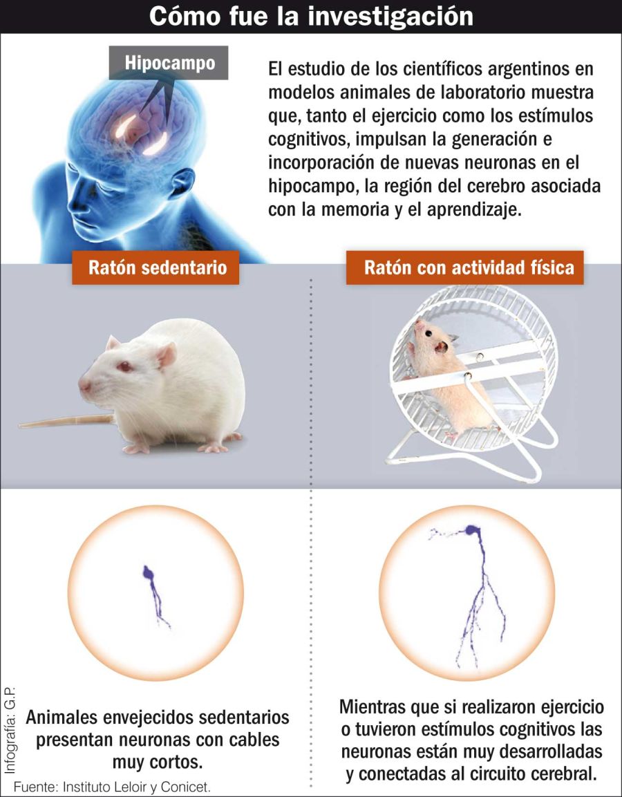 infografia neurogenesis adulta 20191130