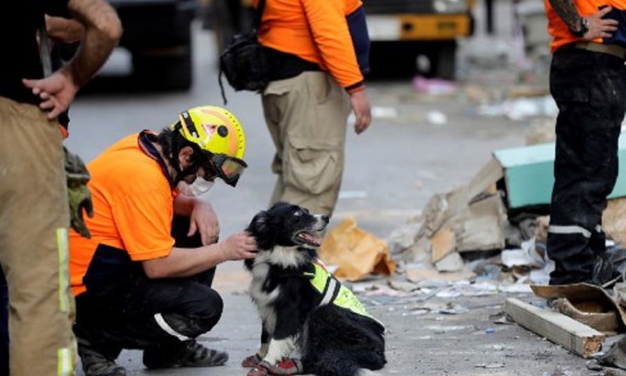 Explosión en Beirut-perro rescatista-flash