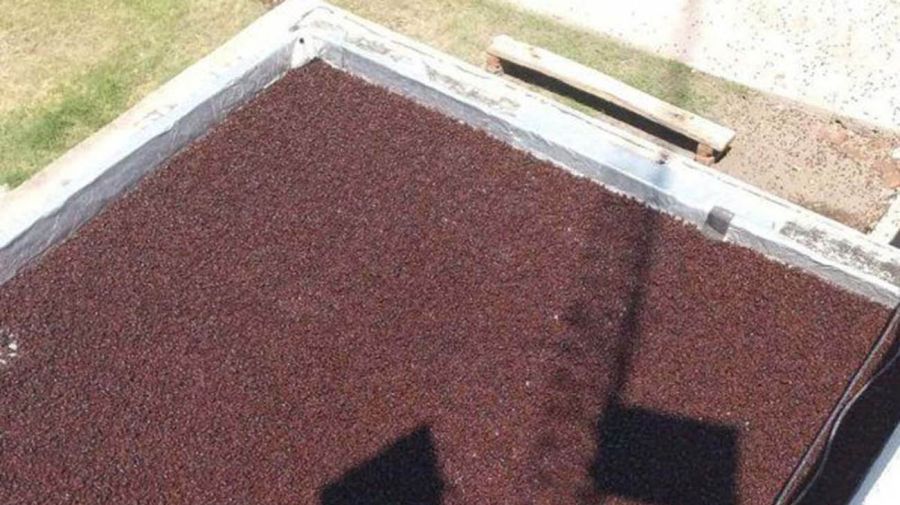 En Santa Isabel, se encontraron miles de cascarudos abaratados en techos y piletas