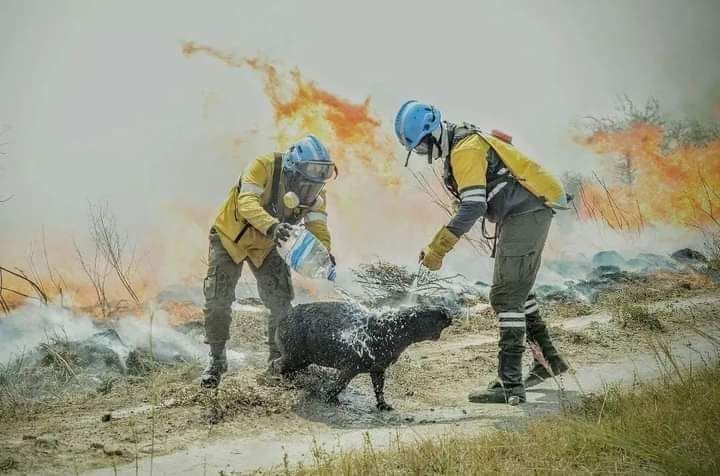 Los bomberos tratando de refrescar al animal