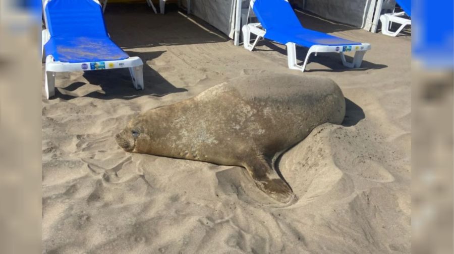 Elefante marino en mar del plata