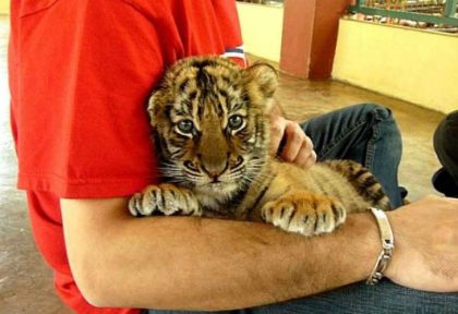 ¿Por qué no todos los animales pueden ser domesticados?