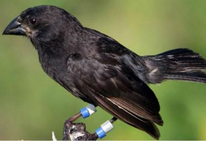 Se fusionaron dos tipos de aves y crearon una nueva especie