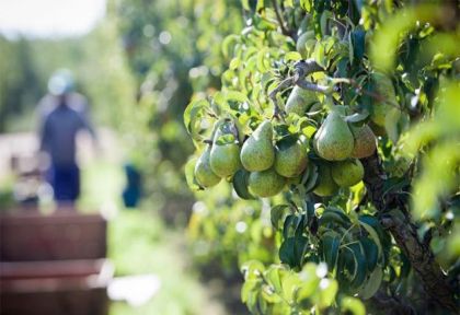 Peras y manzanas: multiplicaron la brecha de precios