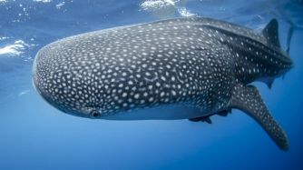 tiburon ballena viaje 20180501