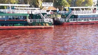 0527_rio_tigre_rojo_twitter_g.jpg