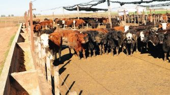 FEEDLOT. Los animales alojados en los corrales con piso de cemento, mejoraron su engorde en 20 por ciento