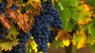 Vinos_Argentinos_07202018