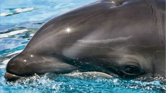 Balfín: así es la cruza entre una ballena y un delfín
