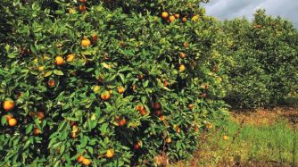 Alrededor de 2,65 millones de toneladas de naranja, limón y mandarinas se producen en las regiones del NEA y del NOA.