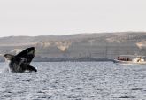 ballena franca austral