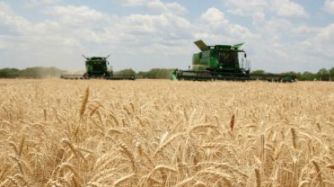 El trigo, con una extensión del área sembrada y la posibilidad de alcanzar una cosecha de 20 millones de toneladas, es la segunda mejor campaña de la historia.