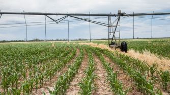 Sistema de innovación productiva sustentable con riego mecanizado.