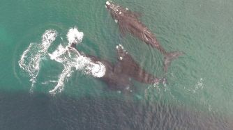 Ballenas