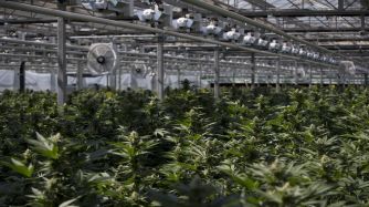 MARIHUANA CANADA 09122018