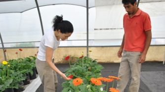 Los investigadores del Instituto de Floricultura del INTA trabajan en identificar cuál es el momento más oportuno para hacer el corte.