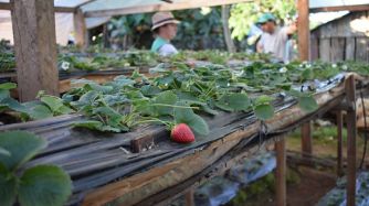 TECNOLOGÍA. Productores de frutilla de Misiones aumentan rendimientos con innovación tecnológica.