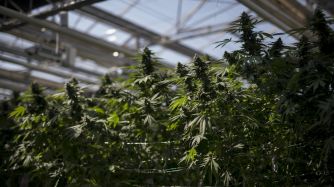 Inside CannTrust Holdings Inc. Niagara Perpetual Harvest Greenhouse As Big Money Tests Marijuana Waters
