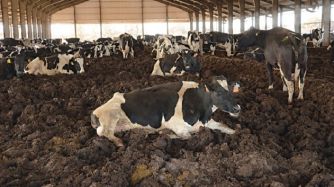 Cunado las vacas se retiran para ser ordeñadas, se pasa el cincel con el tractor para dar vuelta la cama.