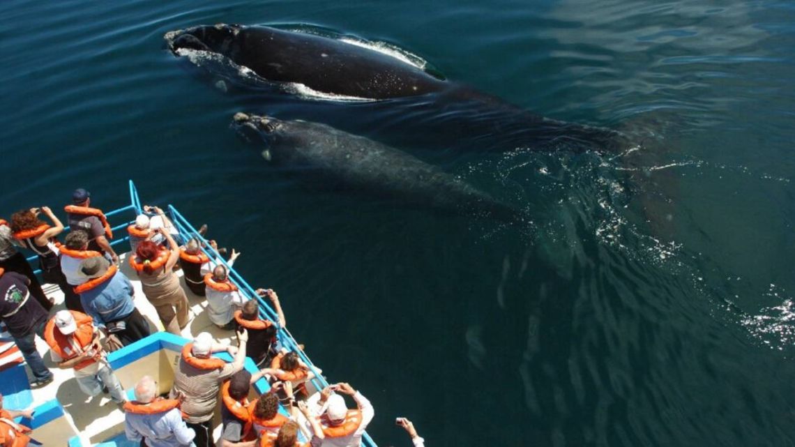 Weekend Se Viene La Temporada De Avistaje De Ballenas