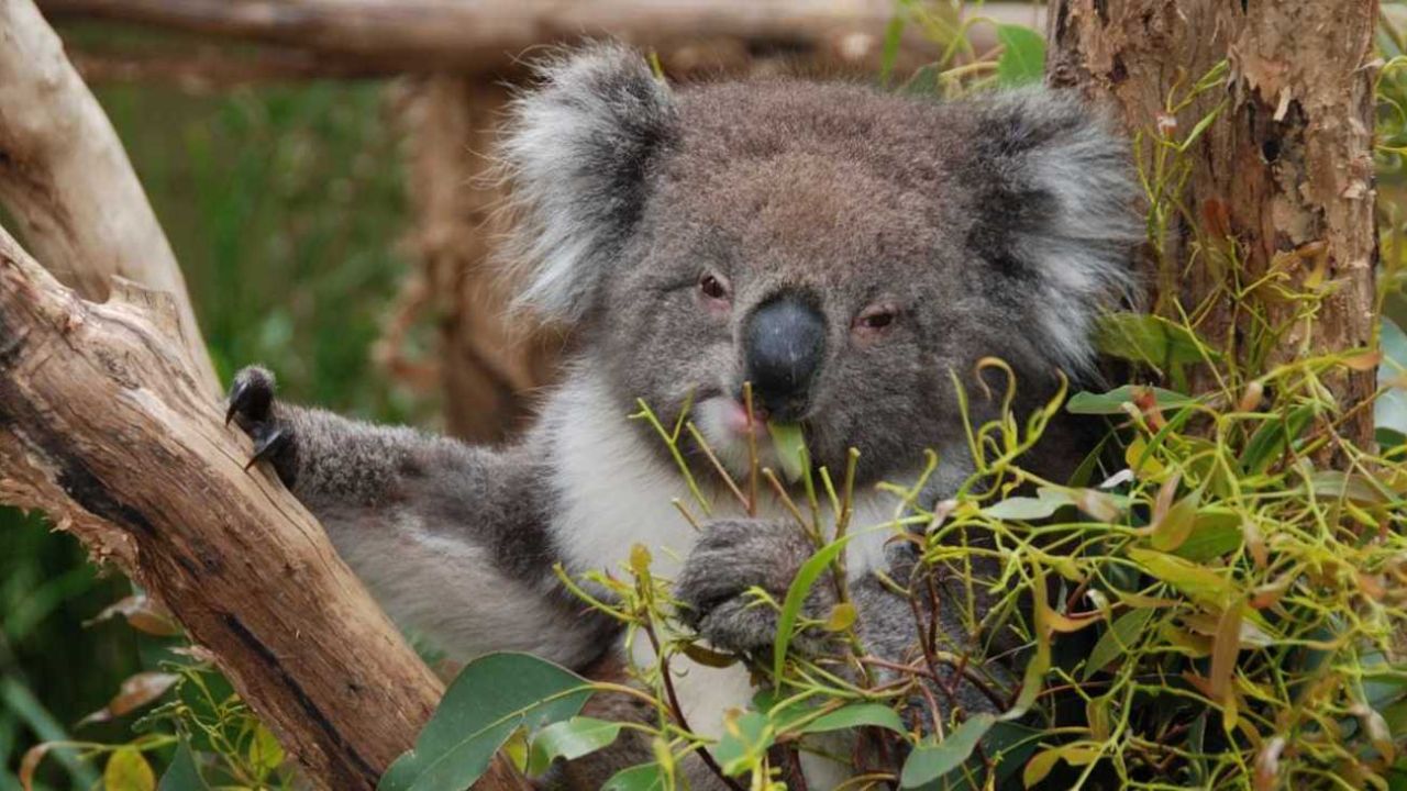 El Koala Est Al Borde De La Extinci N Weekend