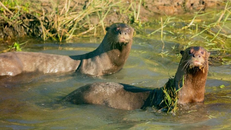 Una Pareja De Nutrias Gigantes Vuelve A Los Esteros Del Iber Perfil