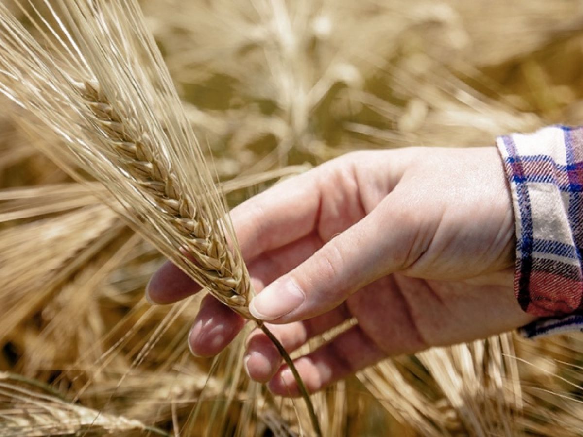 Campa A De Trigo Advierten Una Significativa Baja De Producci N Por