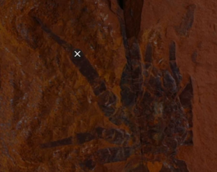 Encuentran El F Sil De Una Milenaria Ara A Gigante En Australia Weekend