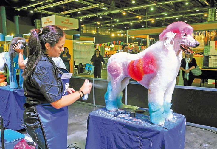 Bucles y tintura. Un caniche en proceso de peinado, durante un concurso en la exposición Nuestros caballos y nuestros perros.