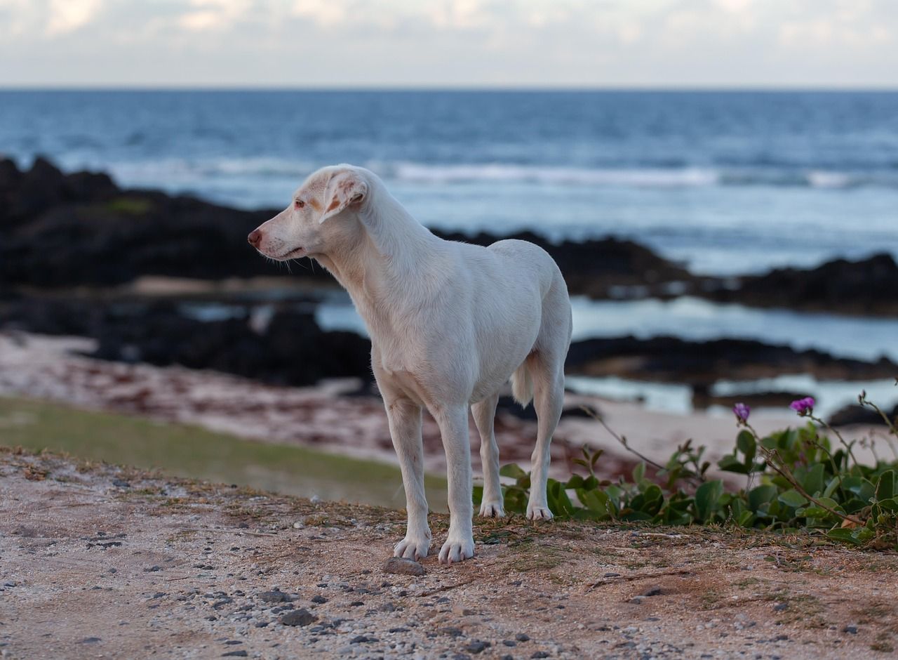 Perro 