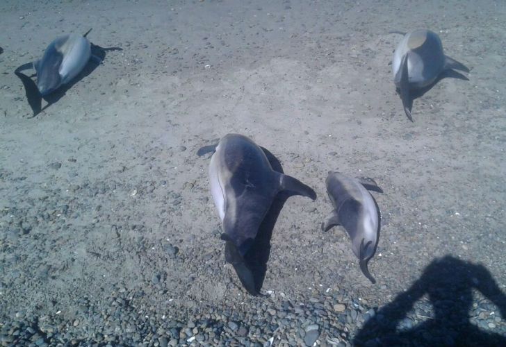 Los ejemplares fallecidos pertenecen a la especie de Delfín Común (Delphinus delphis).