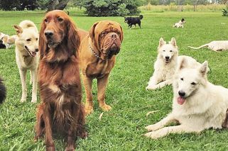 Crean colonias de verano y planes de fitness para perros