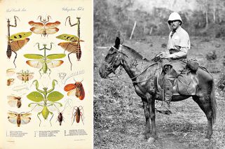 Maudslay y los mayas, en la era digital