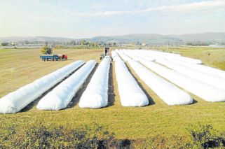 Los dólares se hacen esperar: rinde más la soja en silobolsa