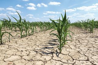 Por “La Niña”, proyectan pérdidas por encima de US$1.000 millones
