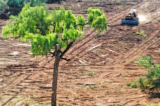 Greenpeace denunció a una empresa del ministro de Finanzas por desmontes ilegales
