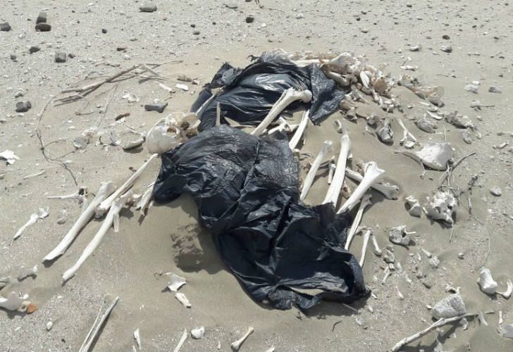 Resultado de imagen para turistas restos humanos playa argentina