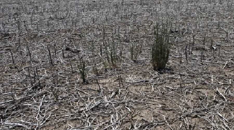 Por la sequía el campo pierde más del 35% de la cosecha, que representa entre 13 y 15 millones de dólares