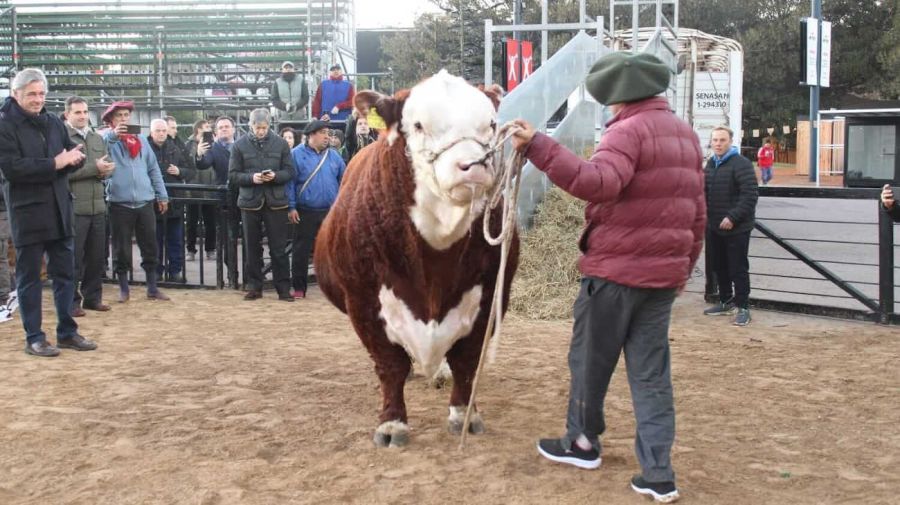 El ingreso del primer toro se dio arranque formal a la tradicional Expo Rural de Bs As. Místico, un Polled Hereford.