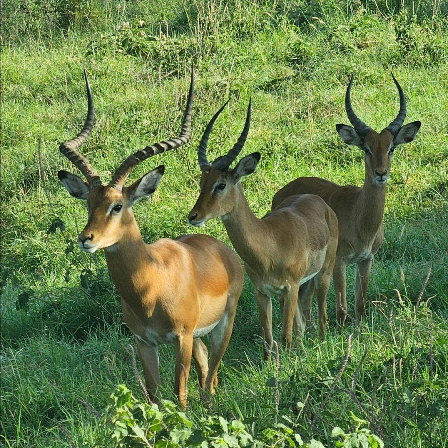 Fauna de Kenia 