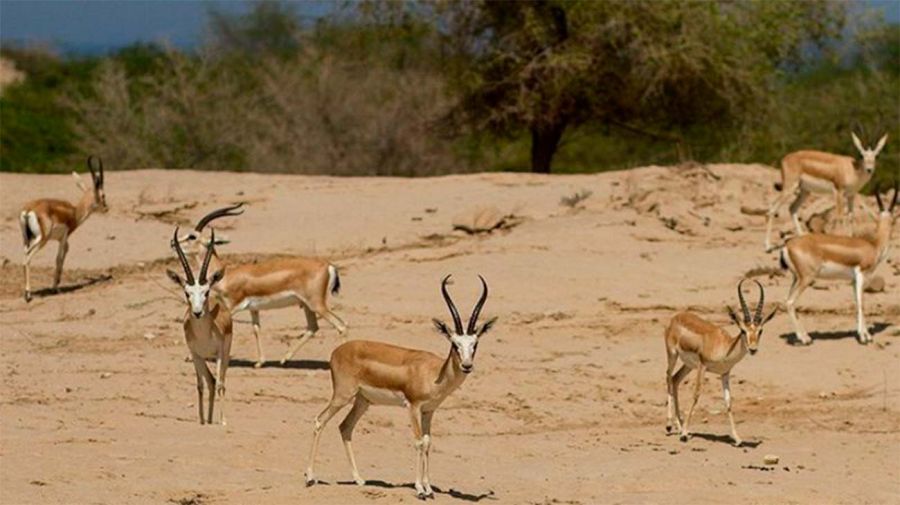 Gacelas en la isla de Jark