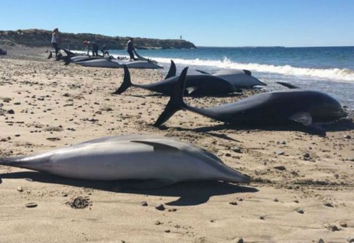  De los 61 ejemplares de delfines, fallecieron 49.