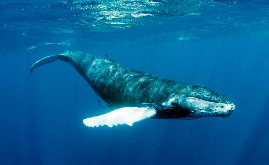 0131_¿Qué esconde el canto de las ballenas?